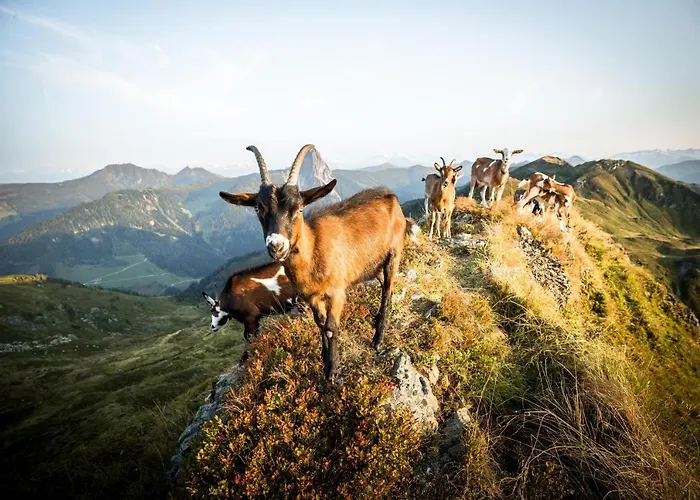 Samer דירה ווסטנדורף